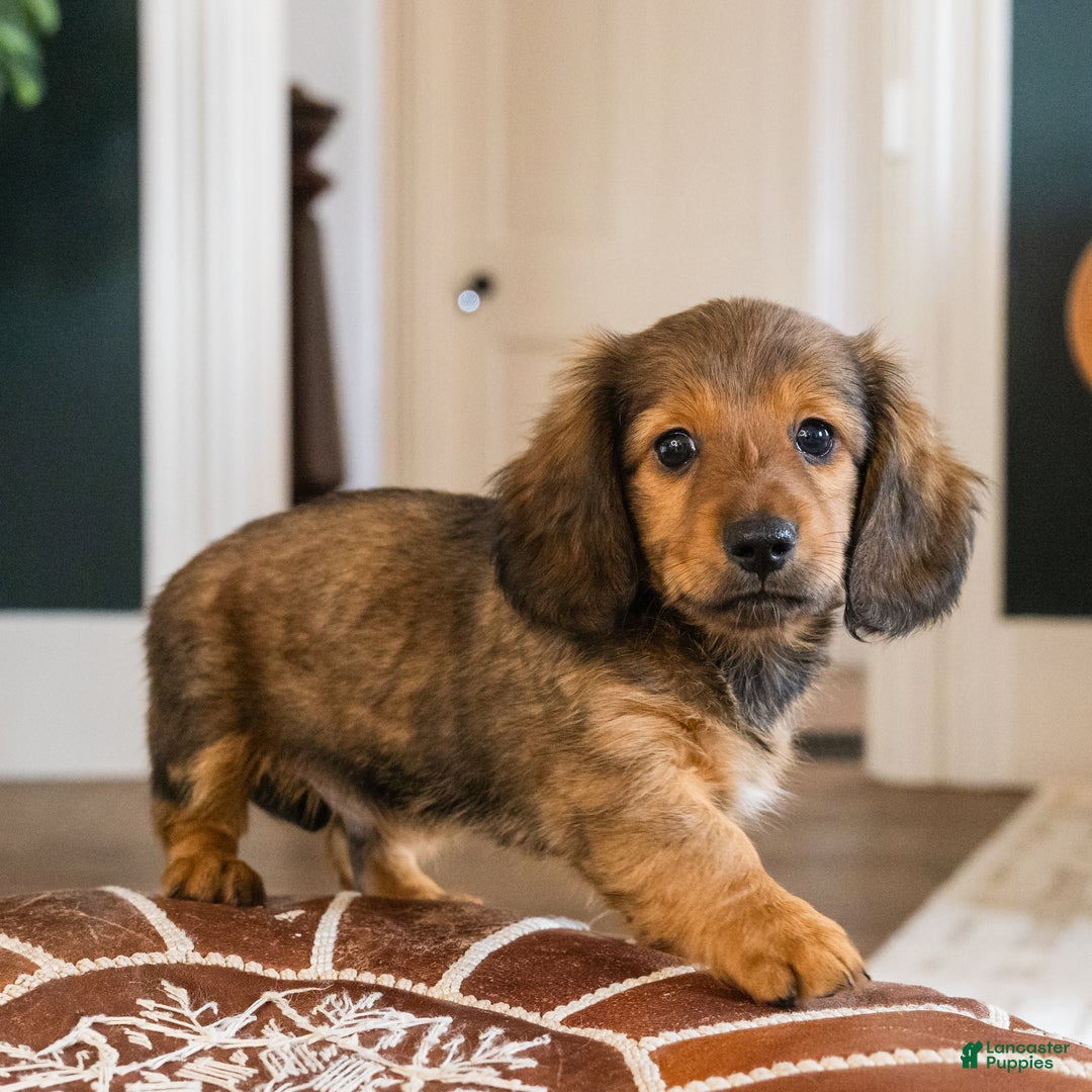 Dachshund dogs for sale: Dash - CHRISTMAS PUPPY! - Ad 16