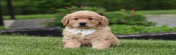 Golden Retriever dogs for sale: Tina - Ad 8