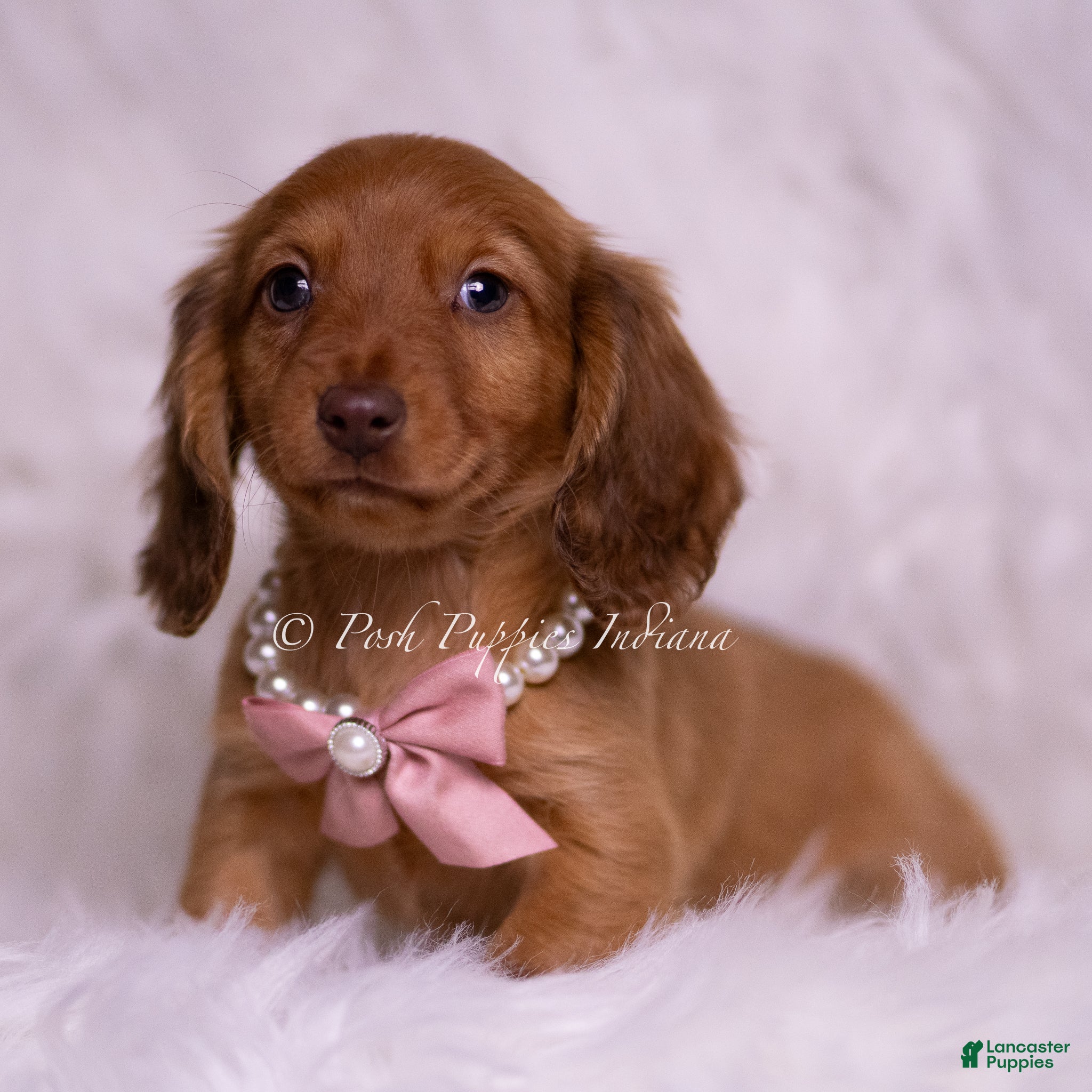 Miniature Dachshund dogs Vangie - Ad 2