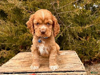 Cocker Spaniel dogs Zacky - Ad 19