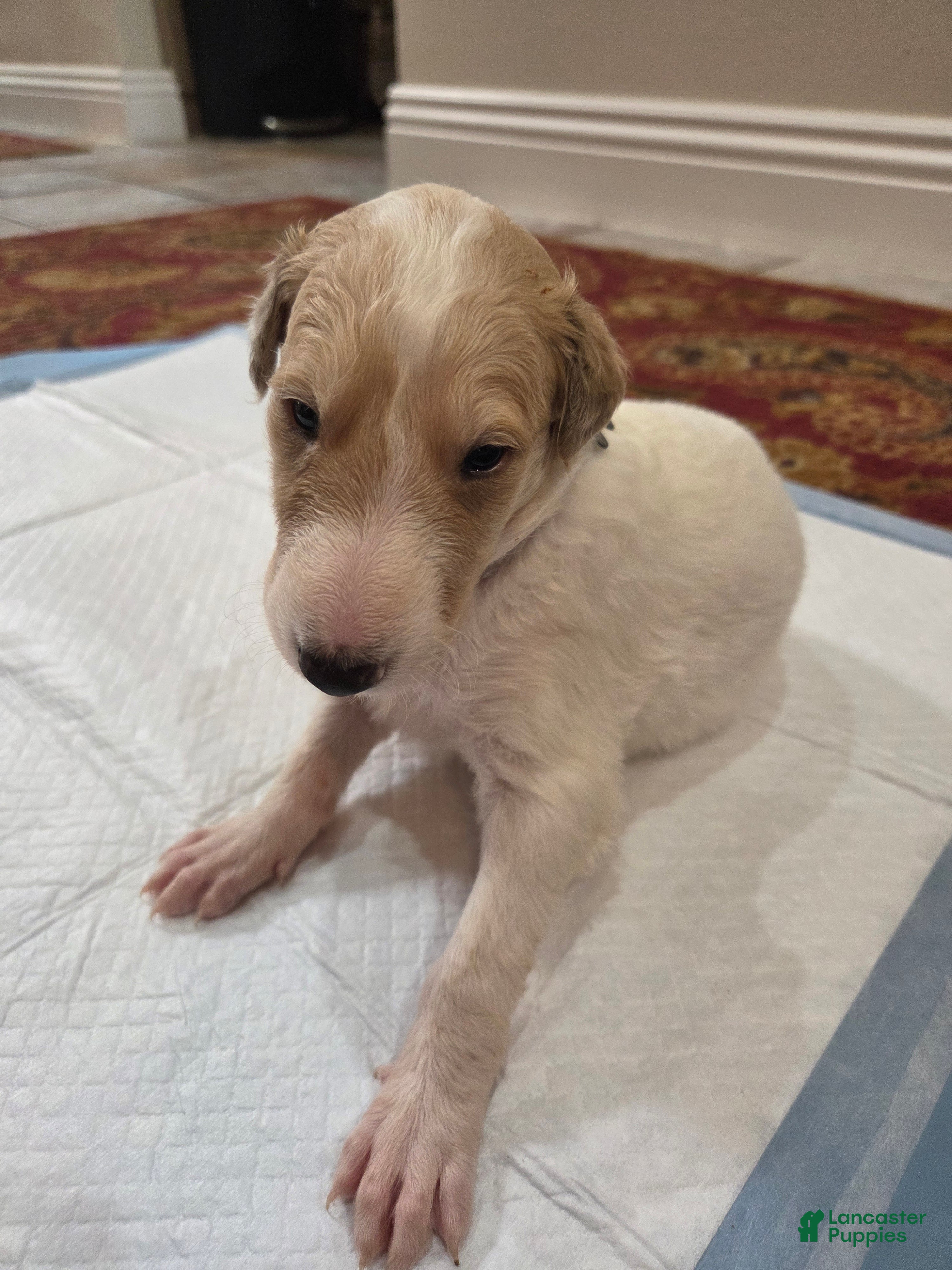 Borzoi dogs Fabien - Ad 1