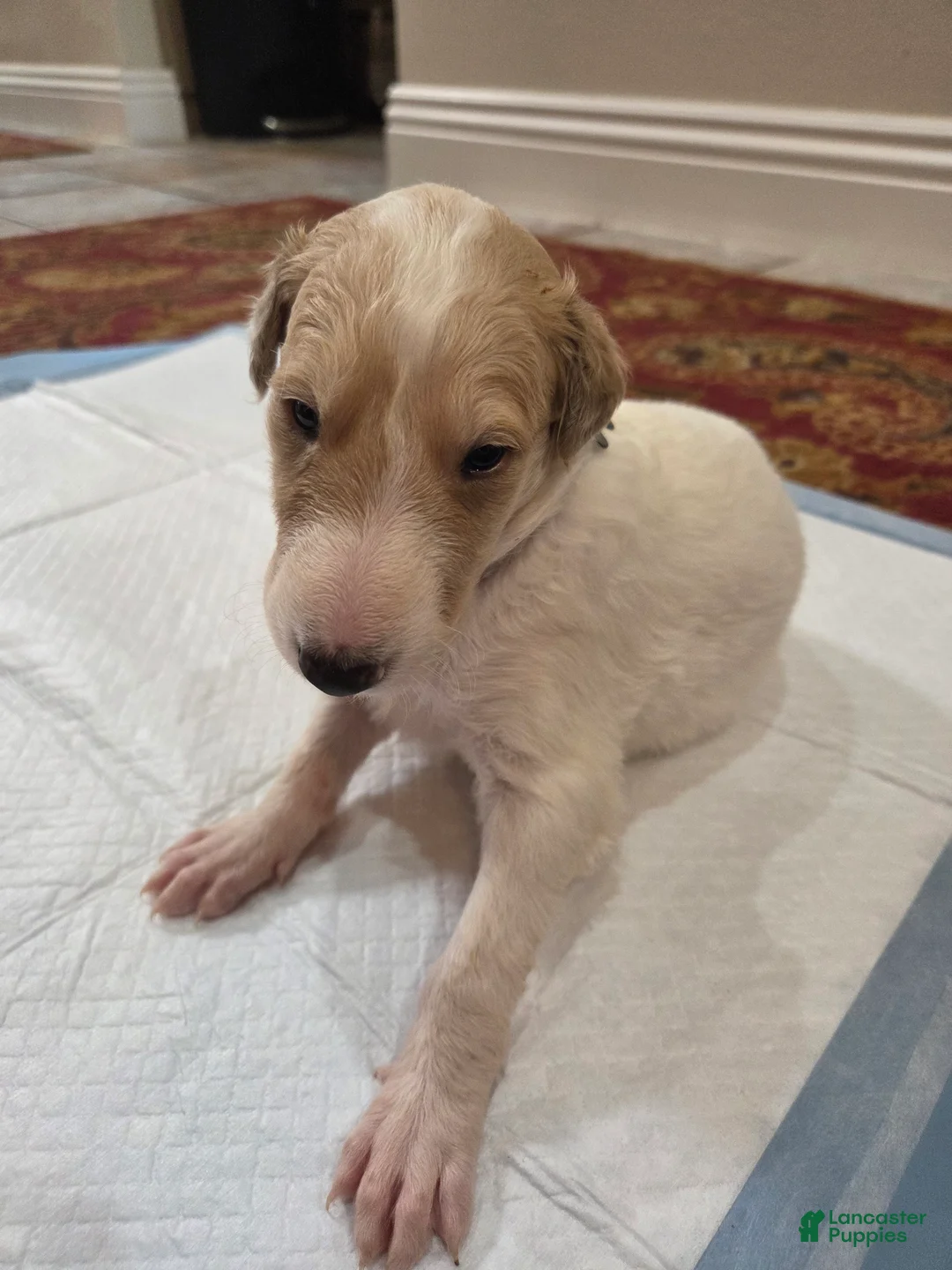 Borzoi dogs for sale: Fabien - Ad 1