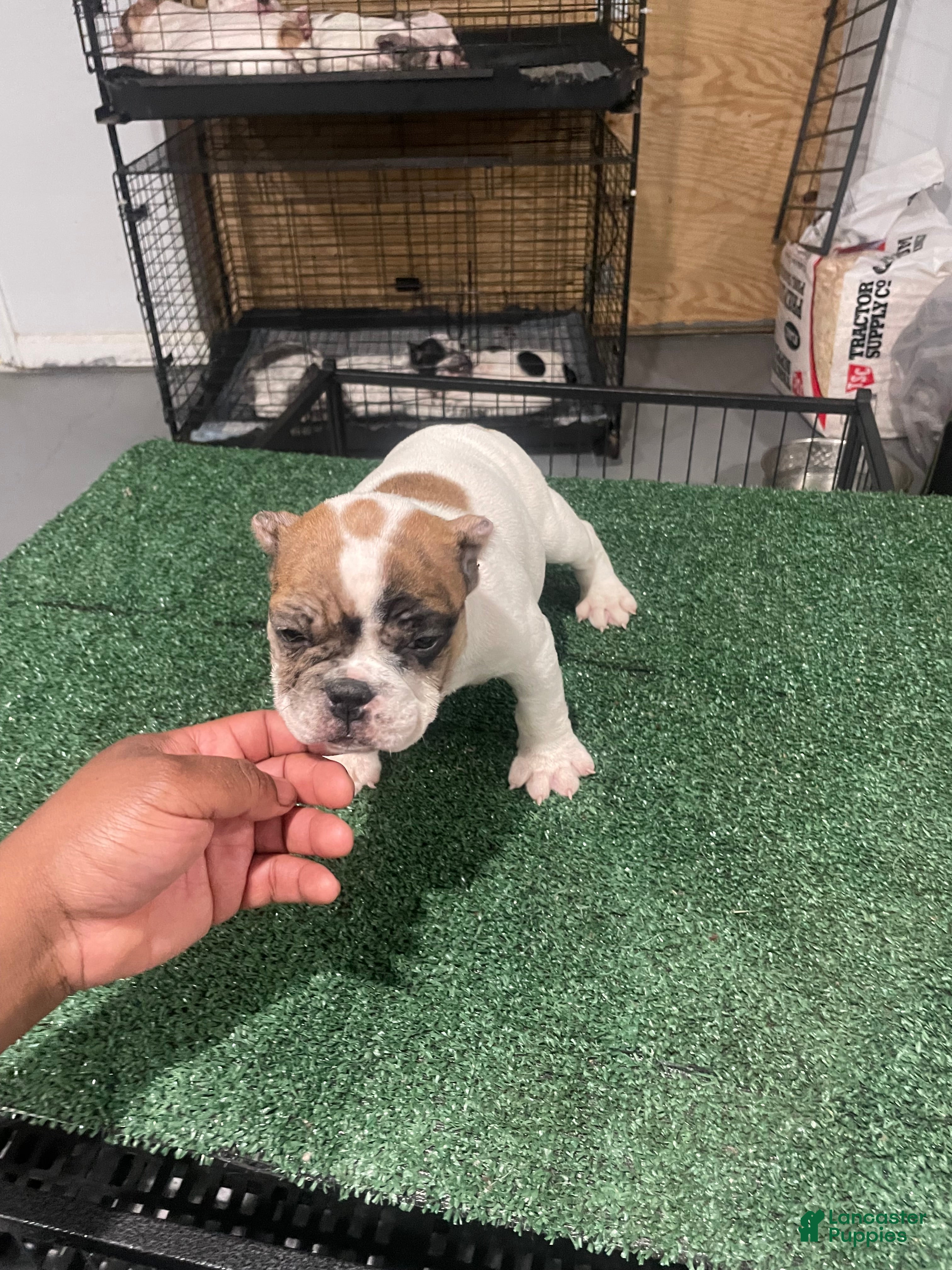 American Bully dogs for sale: Bella - Ad 1