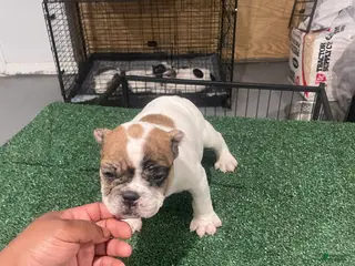 American Bully dogs for sale: Bella - Ad 1