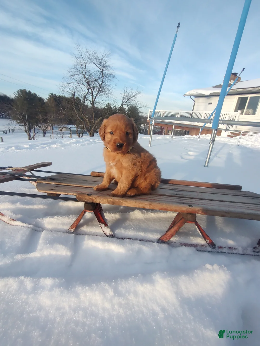 Mixed Breed dogs for sale: Jace - Ad 7