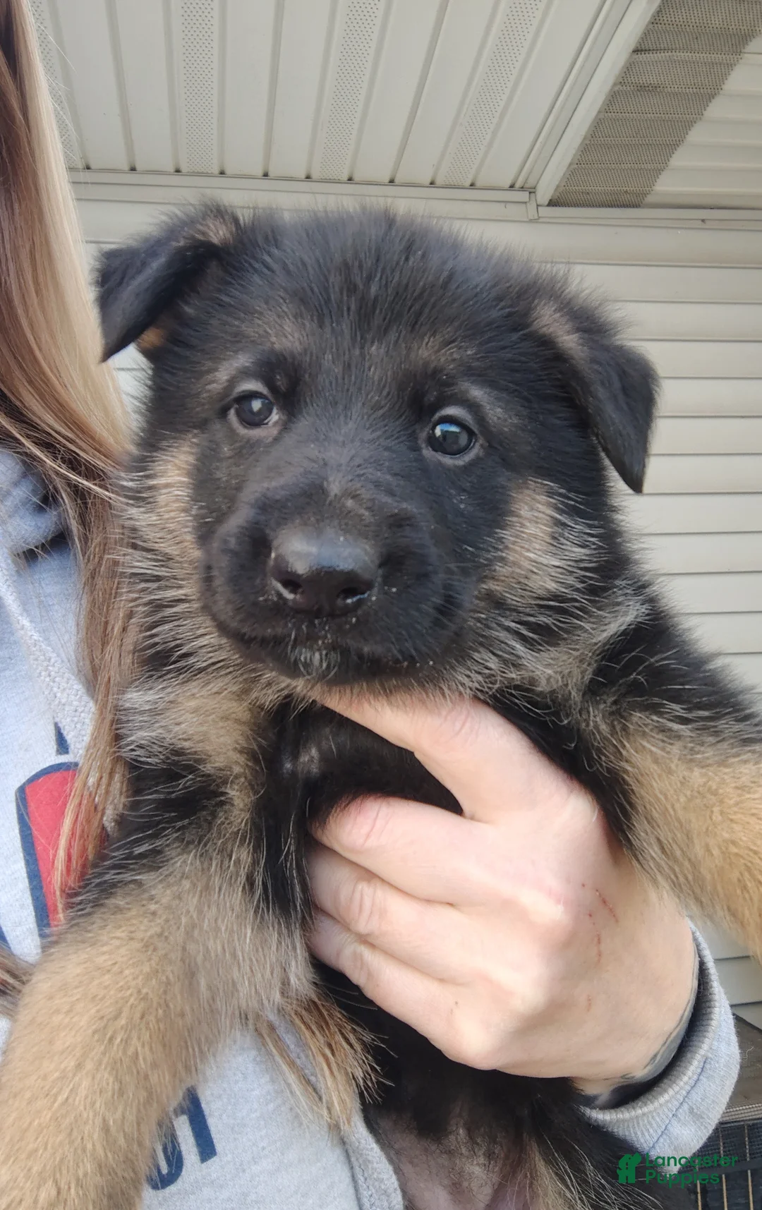 German Shepherd dogs for sale: Nova - Ad 1
