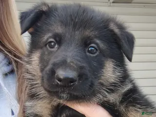 German Shepherd dogs Nova - Ad 9