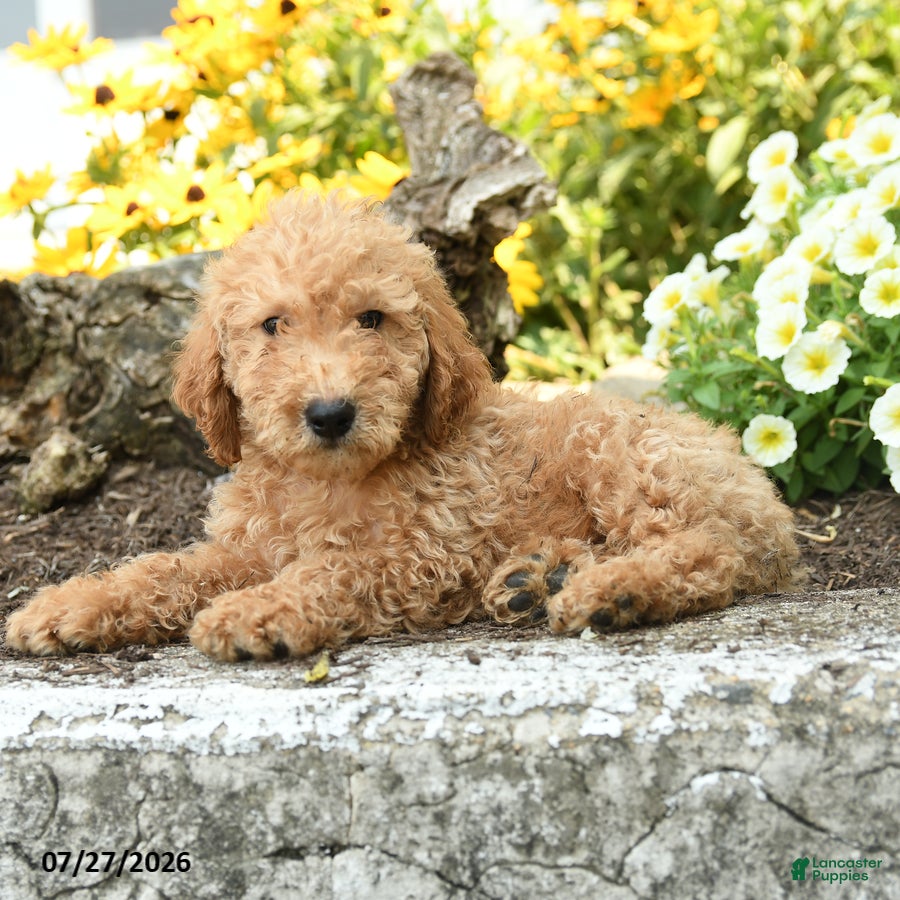 Mini Goldendoodle dogs Travis - Ad 1