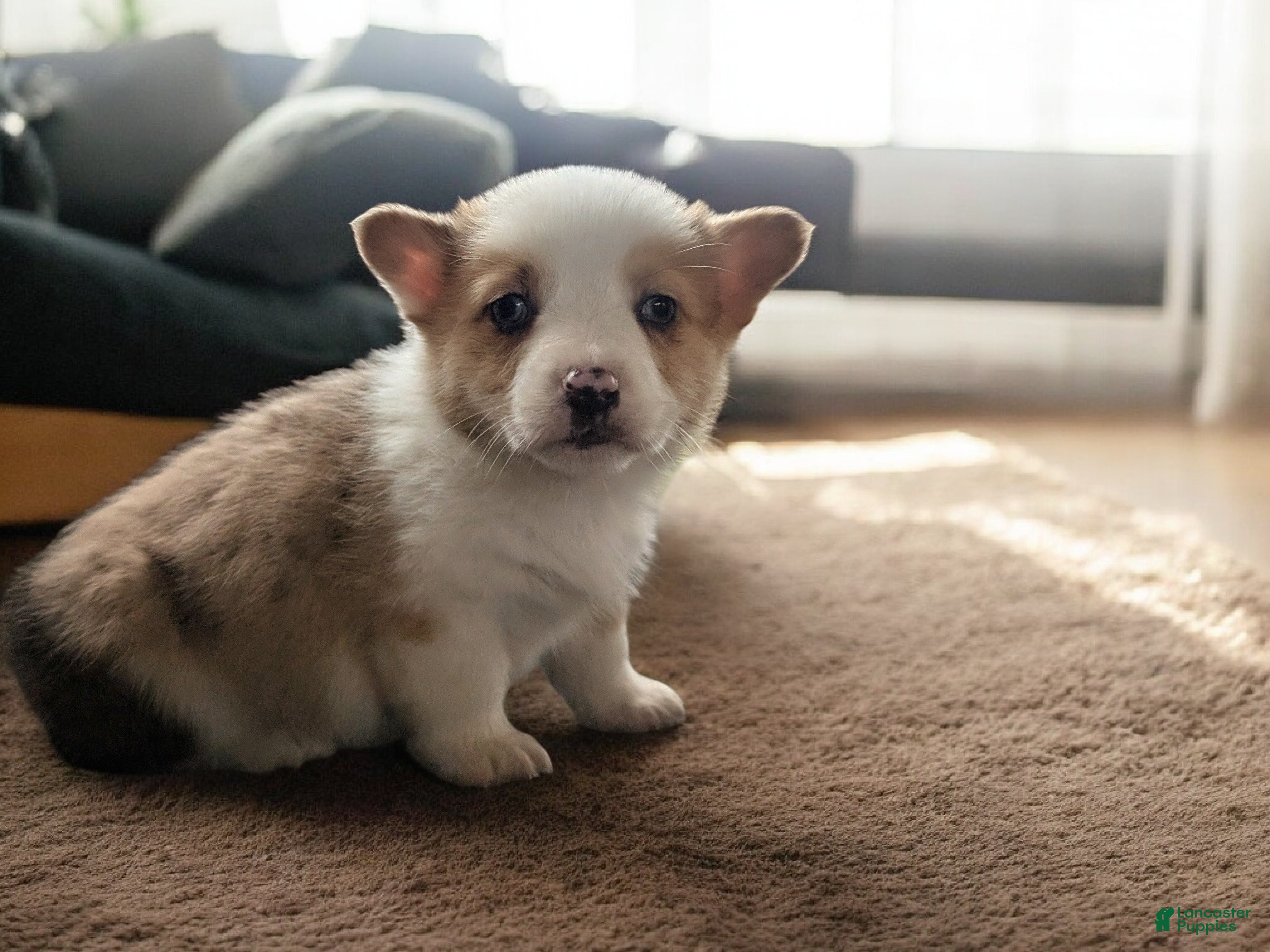 American Corgi dogs Bandit - Ad 2