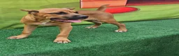 Cane Corso dogs for sale: ACE - Ad 1