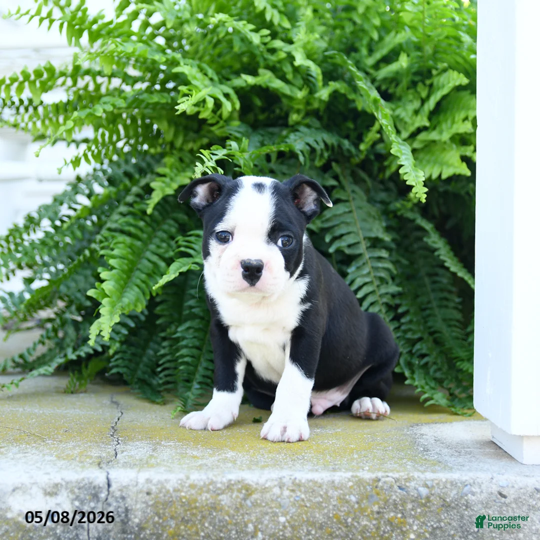 Boston Terrier dogs for sale: Sugar Cookie - Ad 3