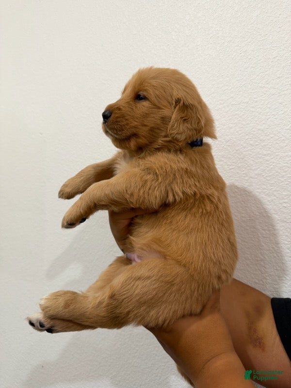 Golden Retriever dogs Blue Boy - Ad 2