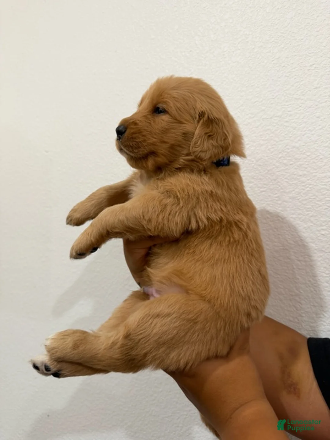 Golden Retriever dogs for sale: Blue Boy - Ad 2