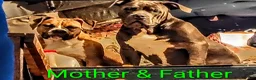 American Bully dogs for sale: American Bully Puppy 4 - Ad 2