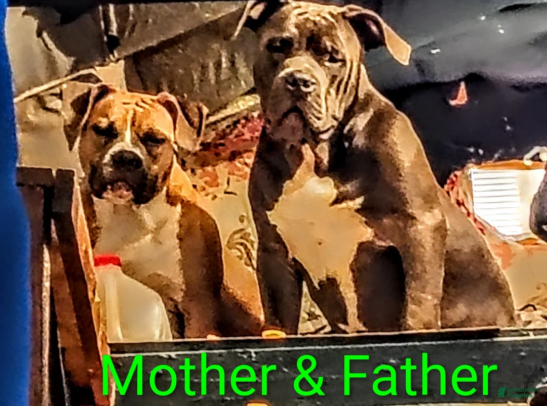 American Bully dogs for sale: American Bully Puppy 4 - Ad 2
