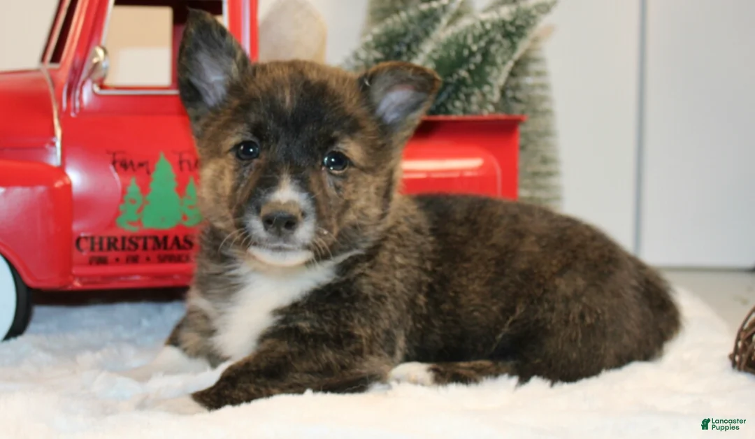 Welsh Corgi Pembroke dogs for sale: Buddy - Ad 4