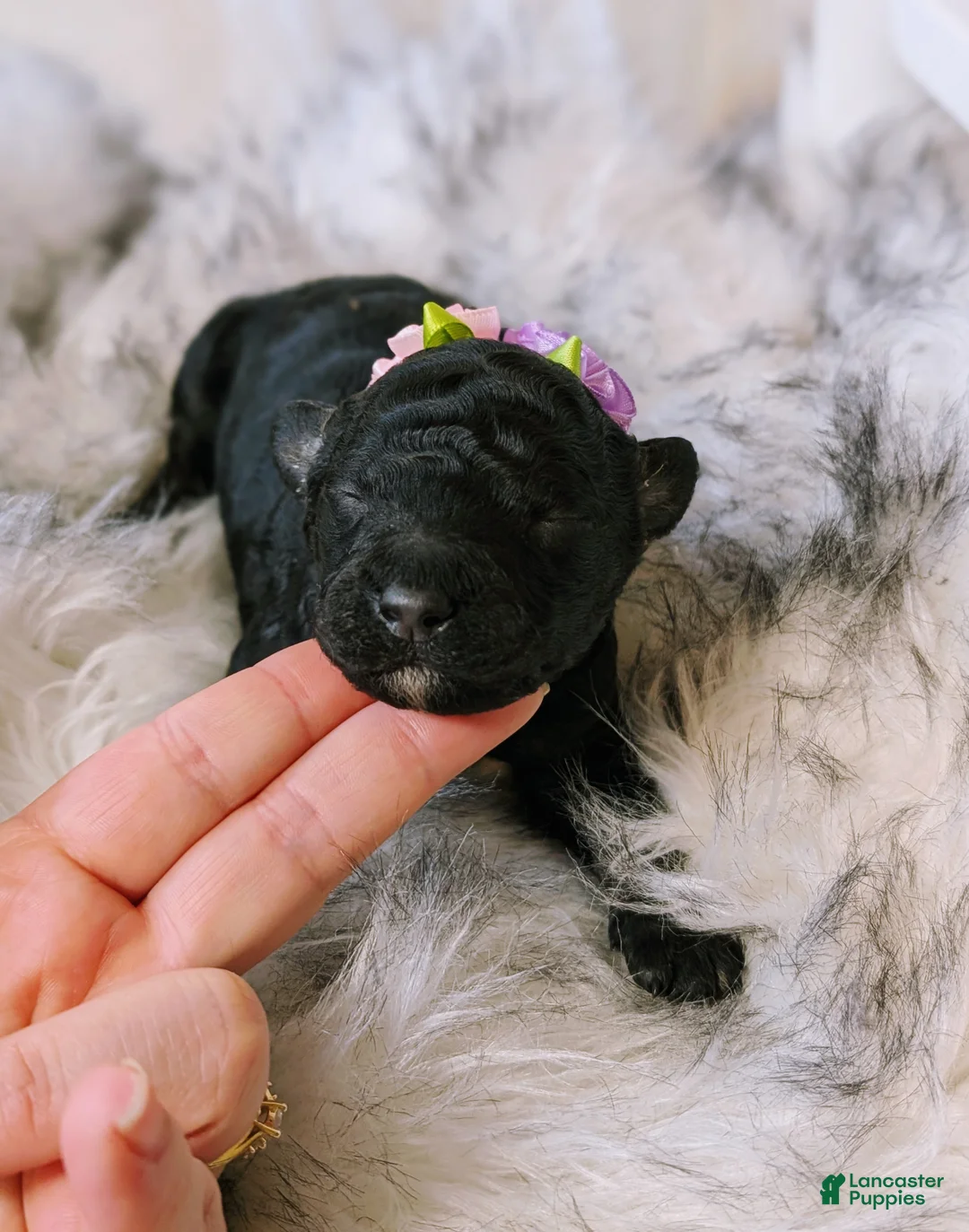 Mixed Breed dogs for sale: CHYNA  - Ad 3