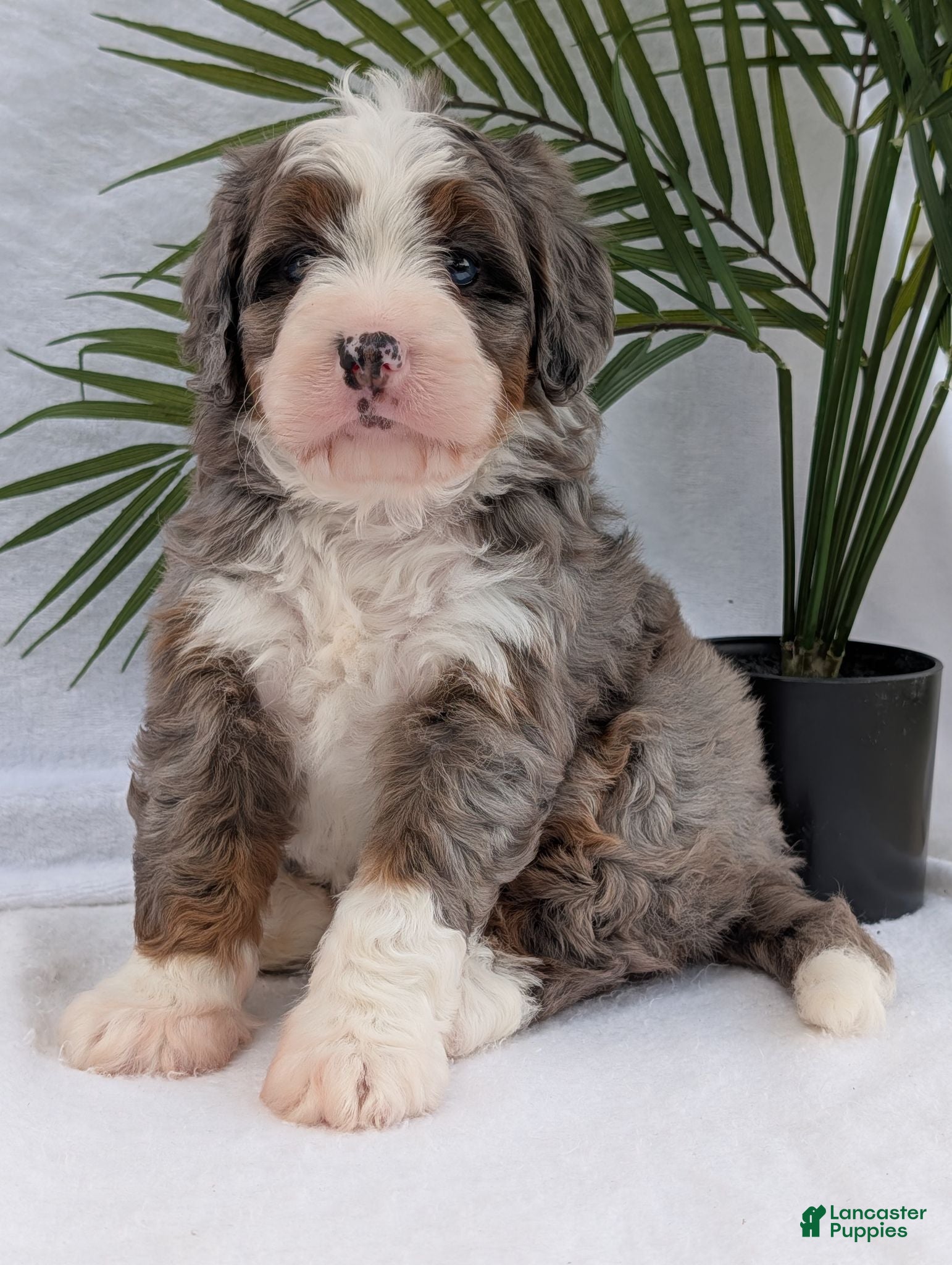 Mini Bernedoodle dogs Mini Darcy  - Ad 2