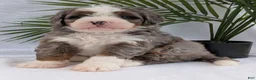 Mini Bernedoodle dogs for sale: Mini Darcy  - Ad 2