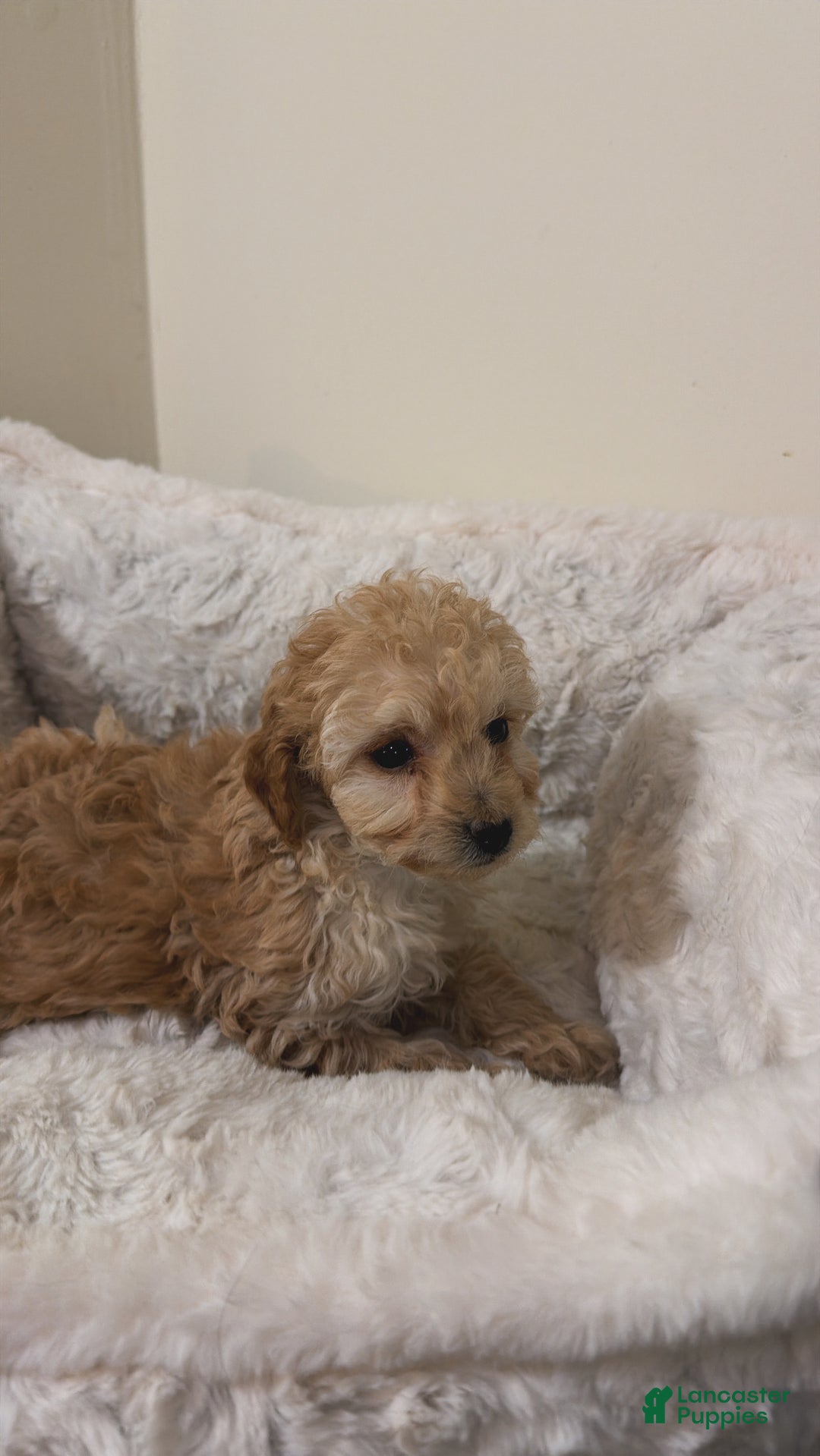 Maltipoo dogs for sale: Minnie  - Ad 4