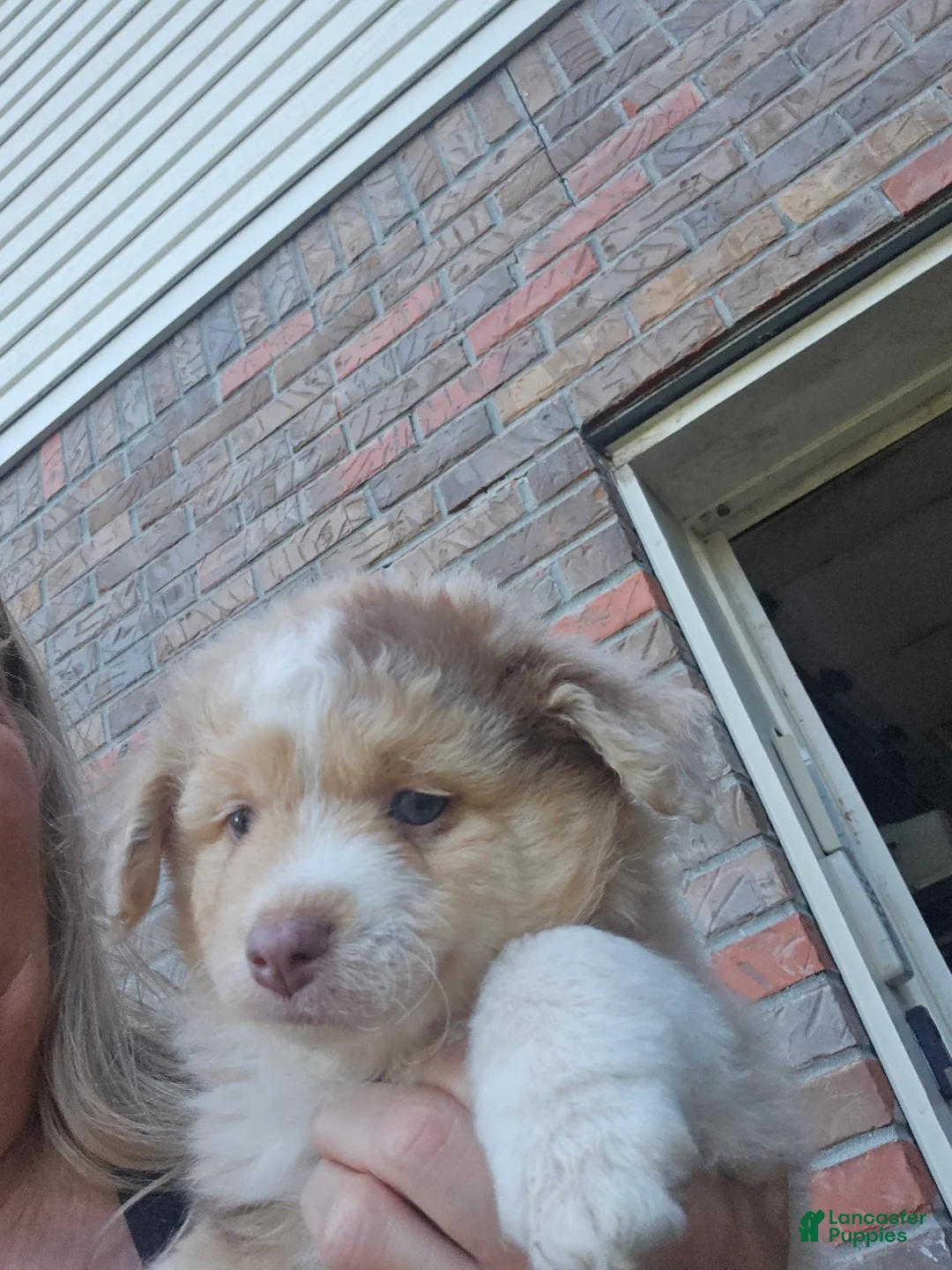 Australian Shepherd dogs for sale: Australian Shepherd Female 1 - Ad 1