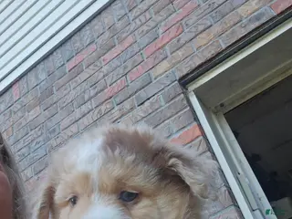 Australian Shepherd dogs Australian Shepherd Female 1 - Ad 1