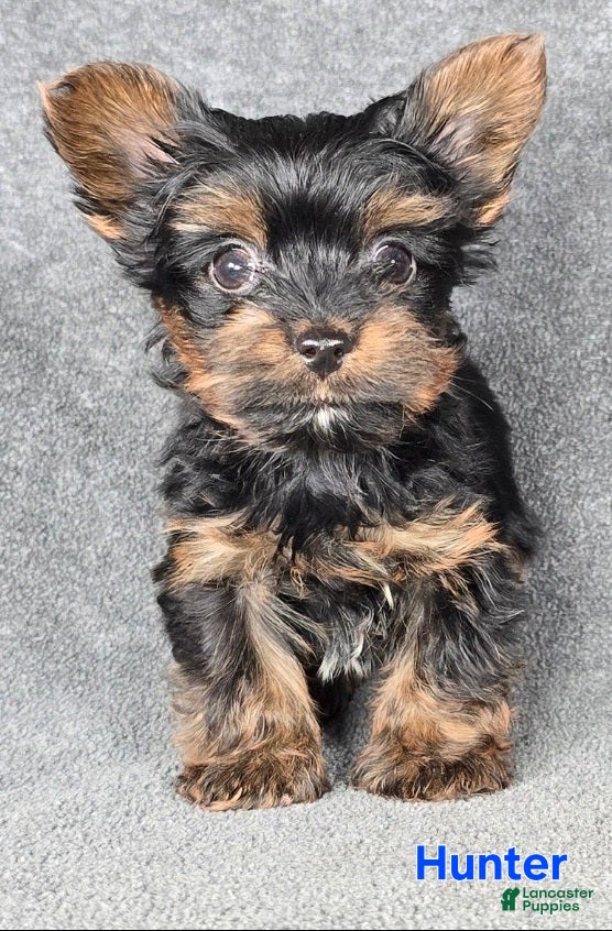 Yorkshire Terrier dogs Hunter Teacup  - Ad 18