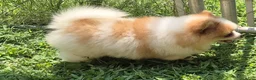 Pomeranian dogs for sale: Teddy  - Ad 4