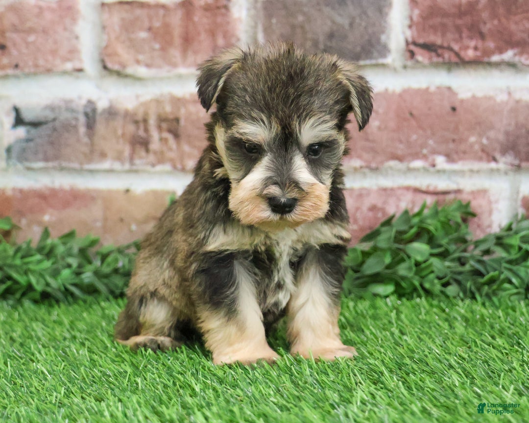 Miniature Schnauzer dogs for sale: Trouper  - Ad 3