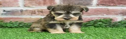 Miniature Schnauzer dogs for sale: Trouper  - Ad 10