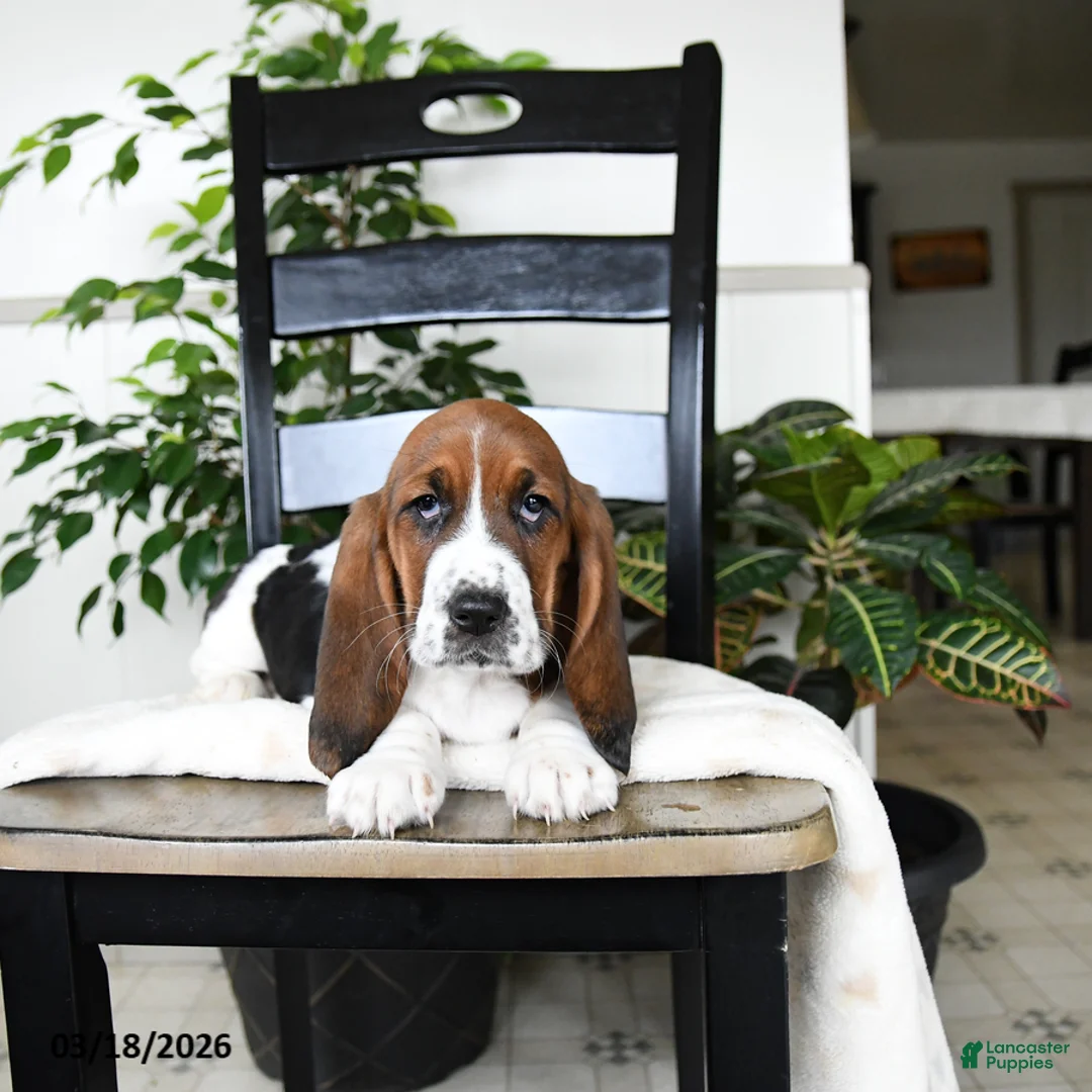 Basset Hound dogs for sale: Jemima - Ad 3