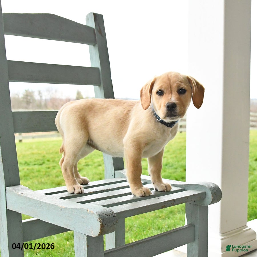 Mixed Breed dogs Mya - Ad 2