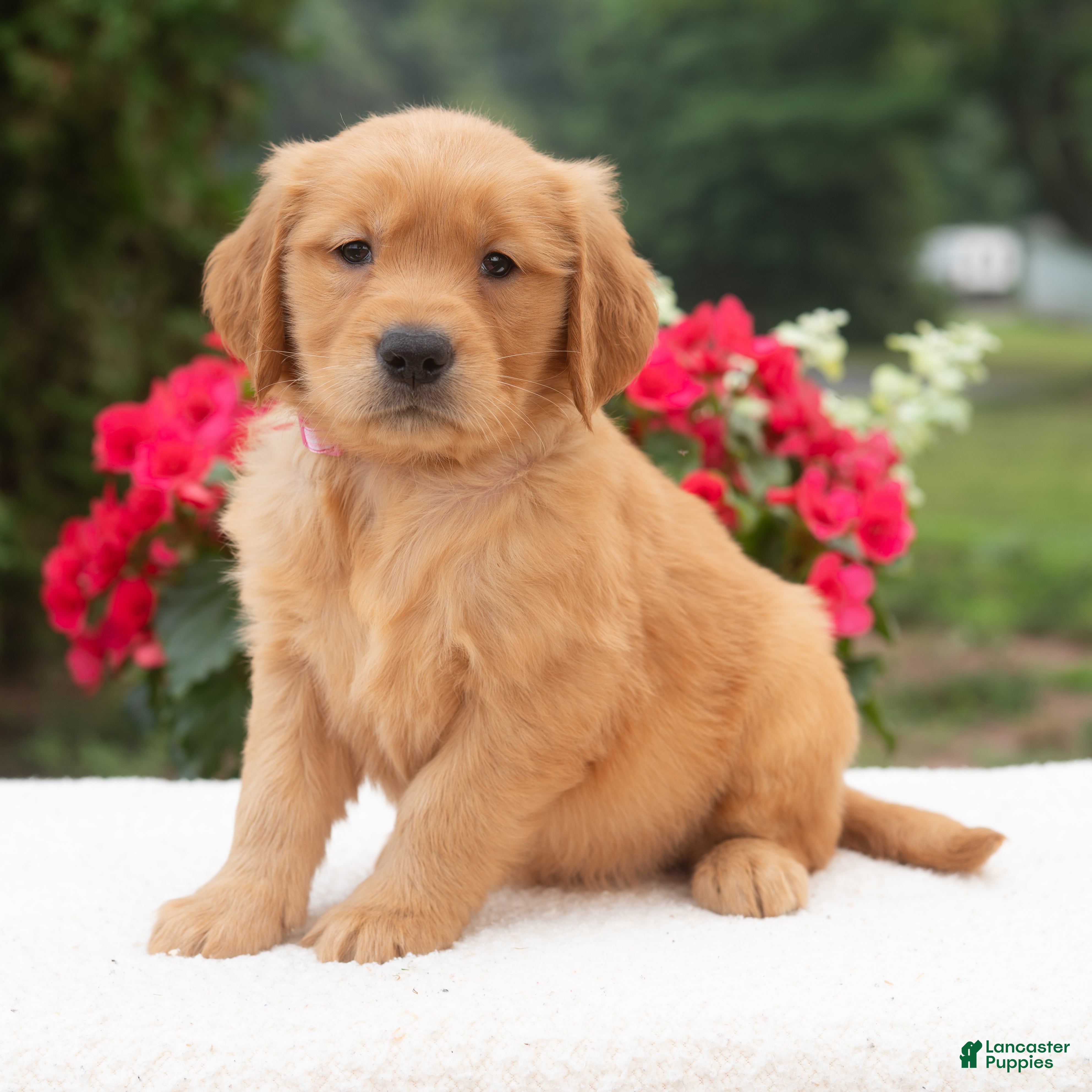 Golden Retriever dogs Kiana  - Ad 2