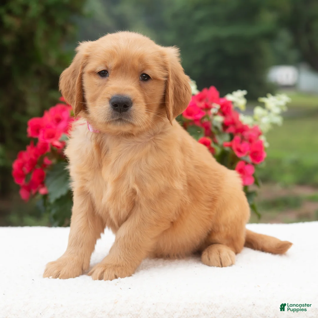 Golden Retriever dogs for sale: Kiana  - Ad 2