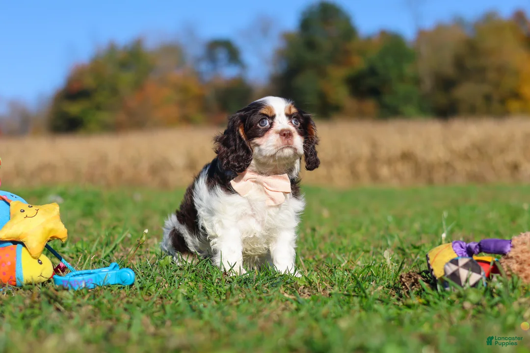 Cavalier King Charles Spaniel dogs for sale: Chloe - Ad 2