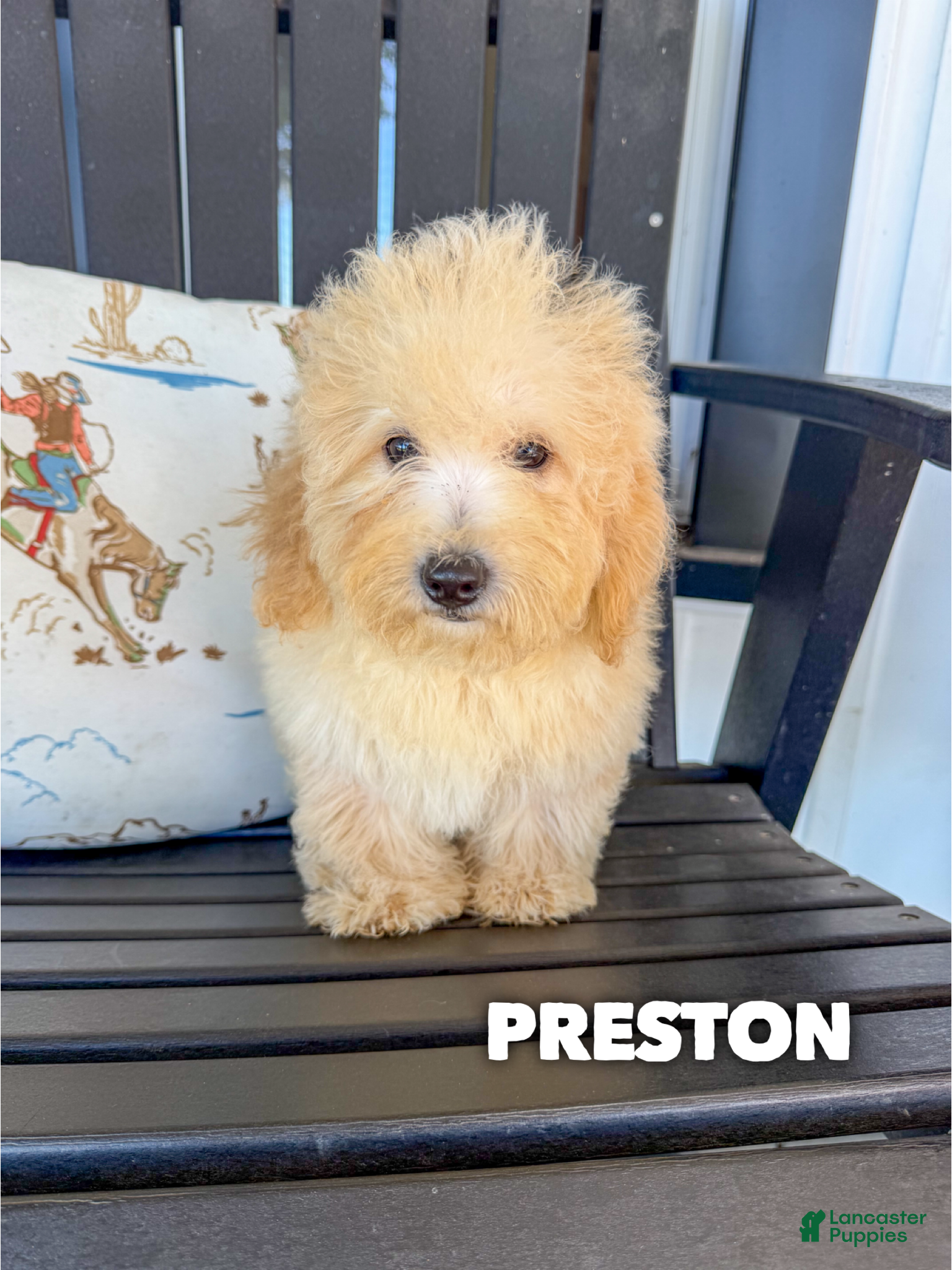 Mini Goldendoodle dogs Preston - Micro Mini F1b - Ad 21