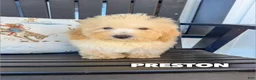 Mini Goldendoodle dogs for sale: Preston - Micro Mini F1b - Ad 1