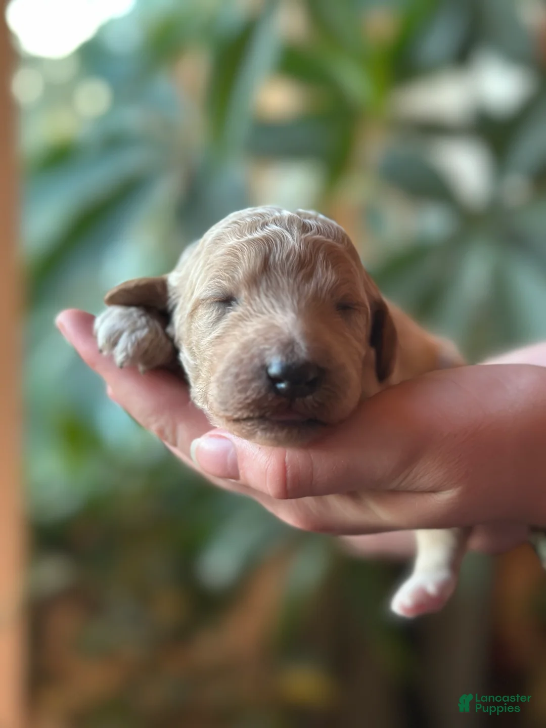 Standard Poodle dogs for sale: Standard Poodle 2 - Ad 2