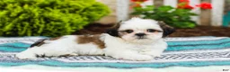 Shih Tzu dogs for sale: Buttons (Raised in Home, Crate Trained & Potty Training!) - Ad 2