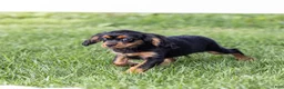 Cavalier King Charles Spaniel dogs for sale: Waldo - Ad 9