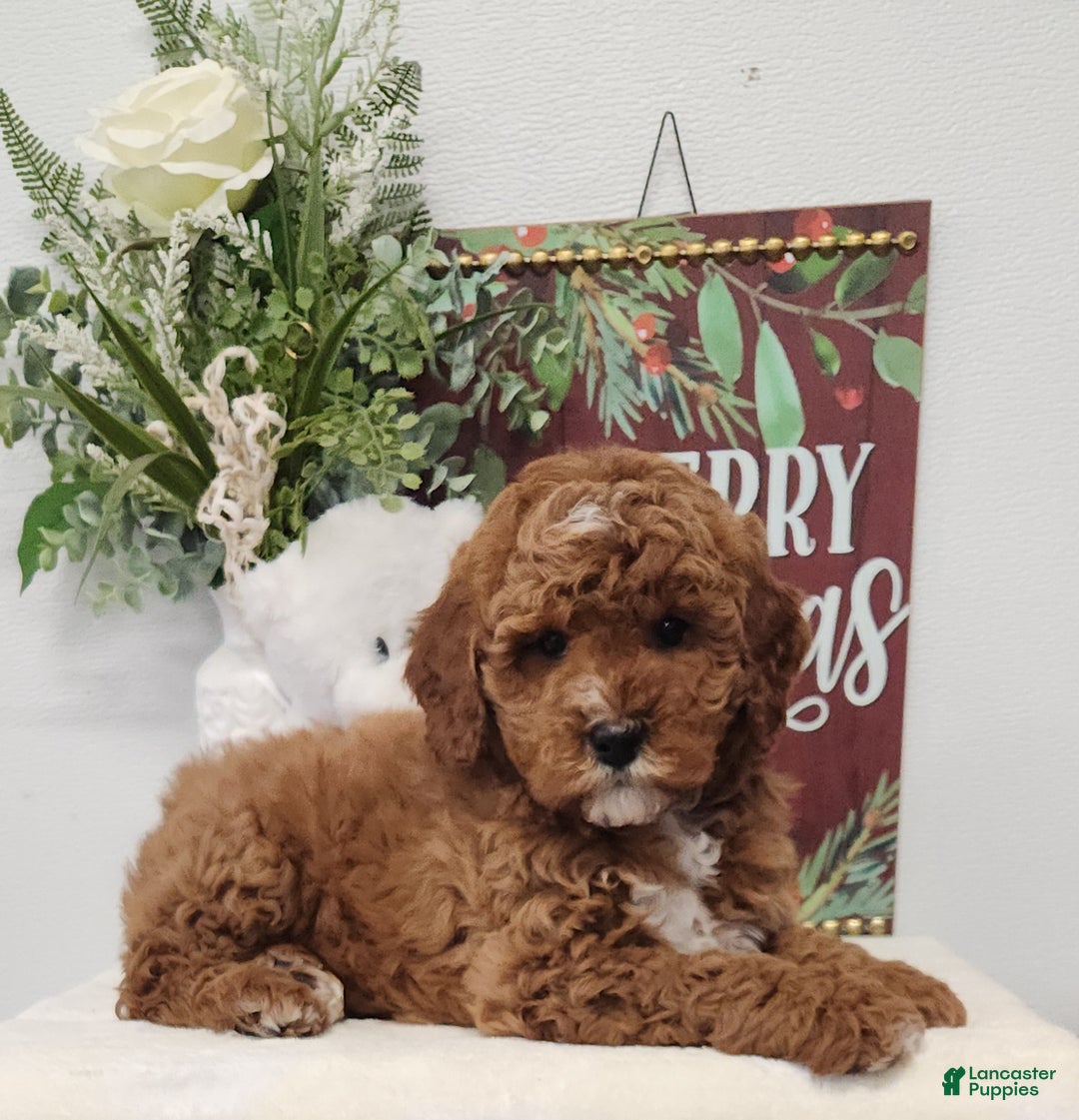 Mini Goldendoodle dogs for sale: Felicity  - Ad 2