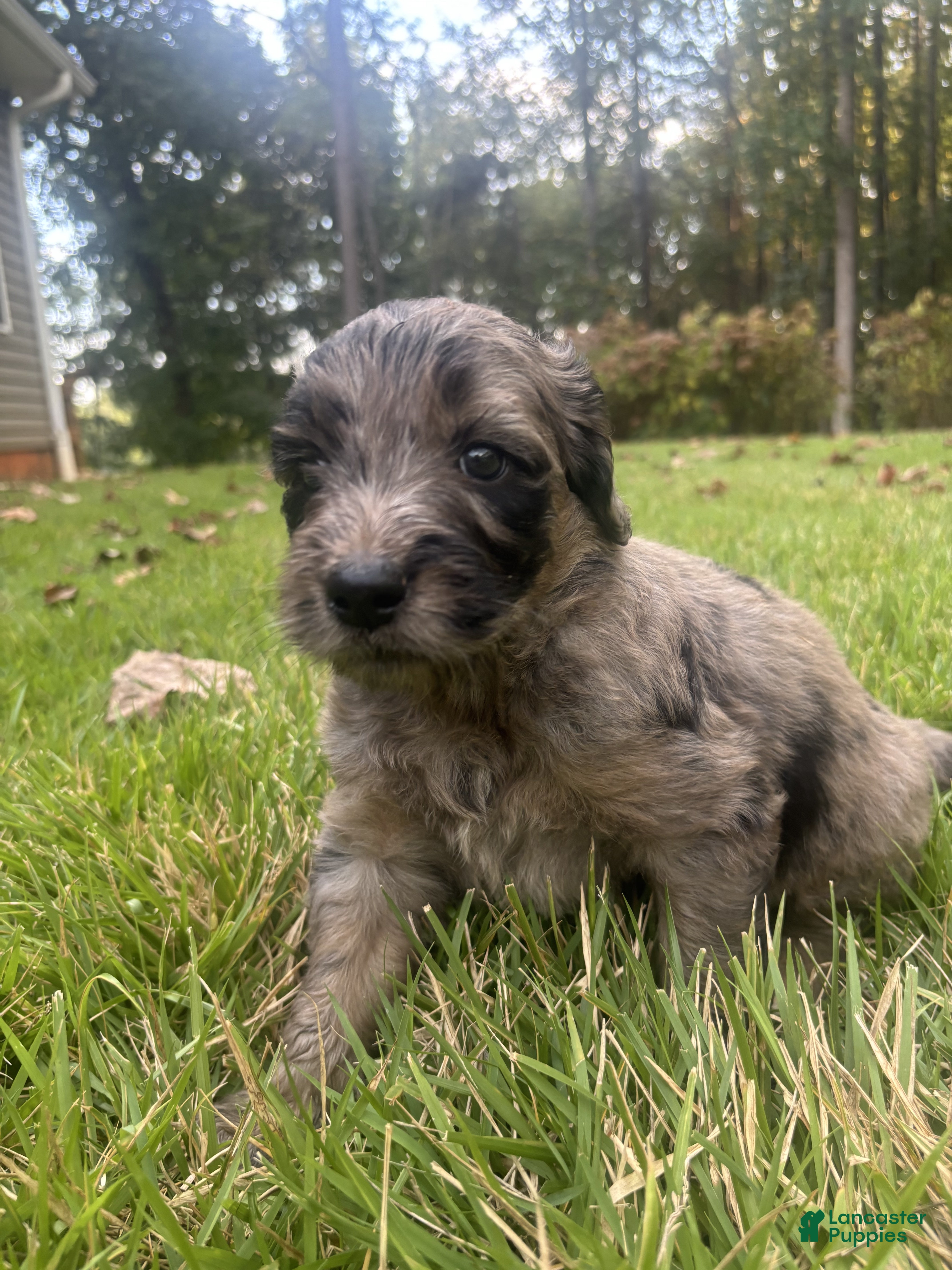 Goldendoodle dogs Molly - Ad 1