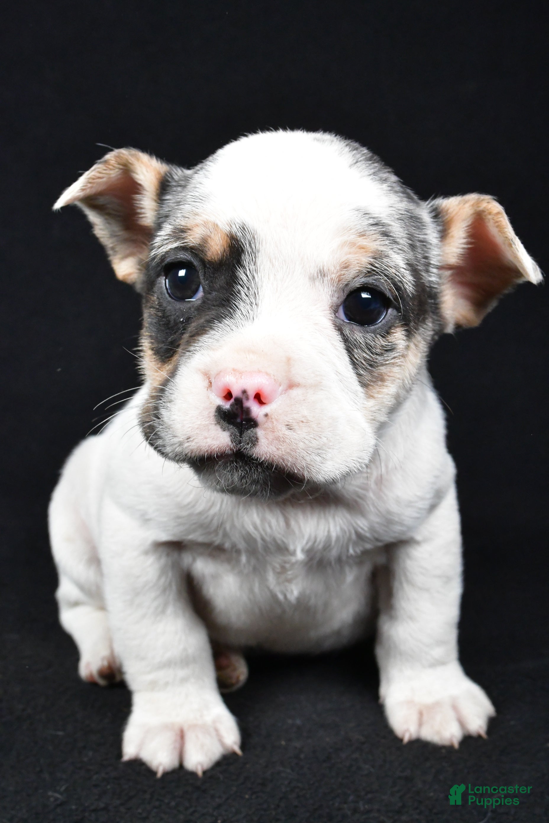 Beabull dogs Jasper - Ad 2