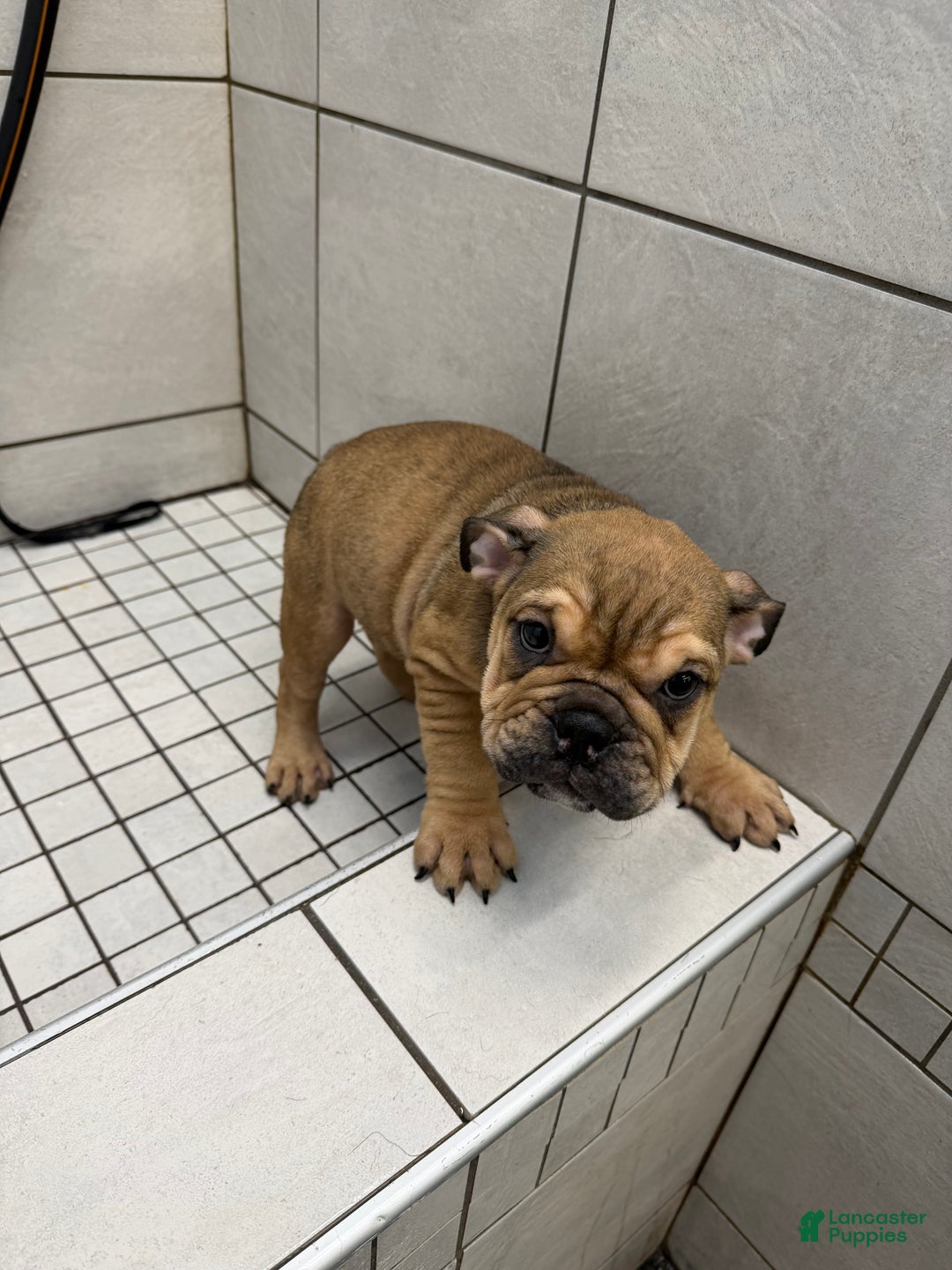 English Bulldog dogs for sale: Foxy - Ad 7