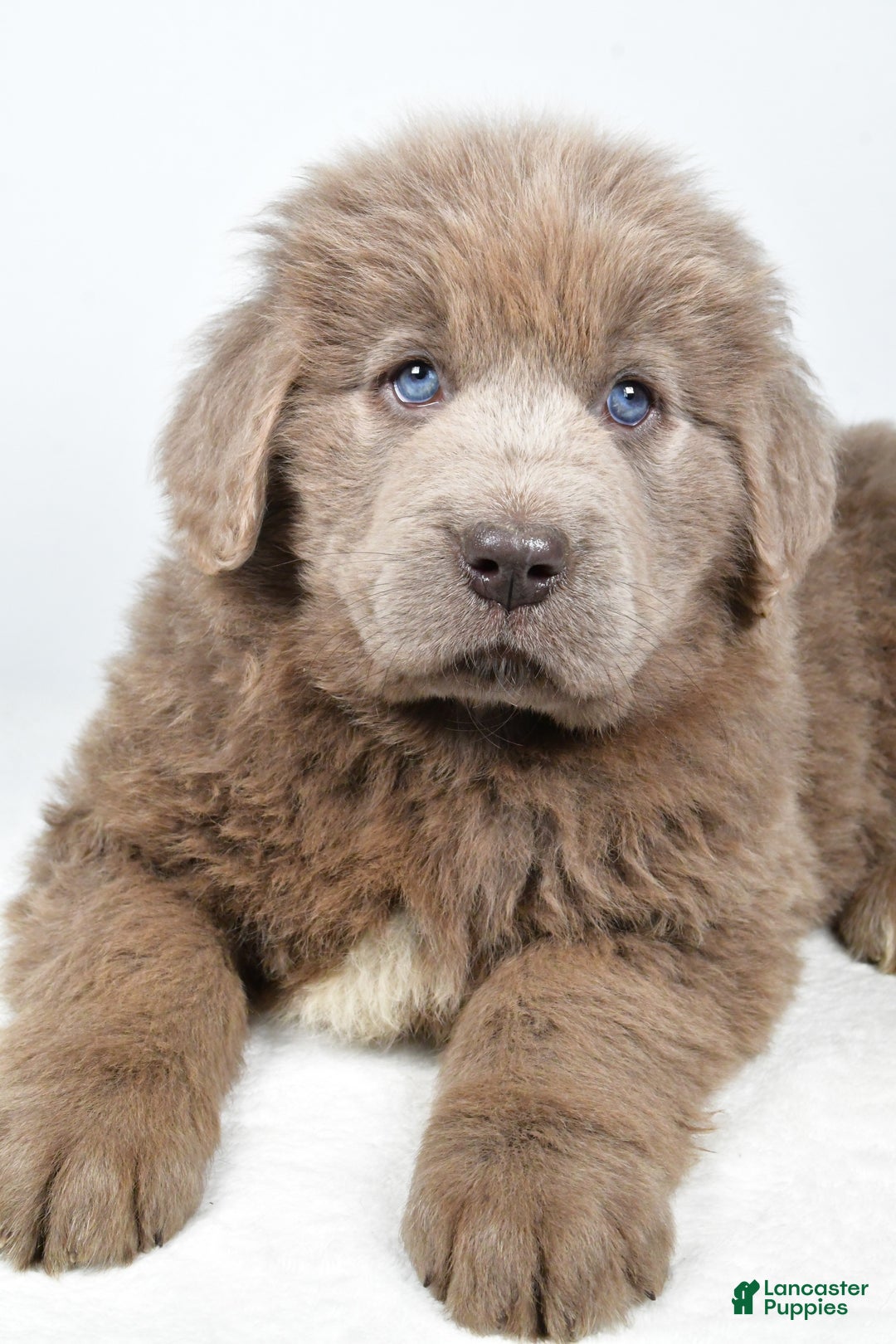 Newfoundland dogs for sale: Daisy - Ad 7