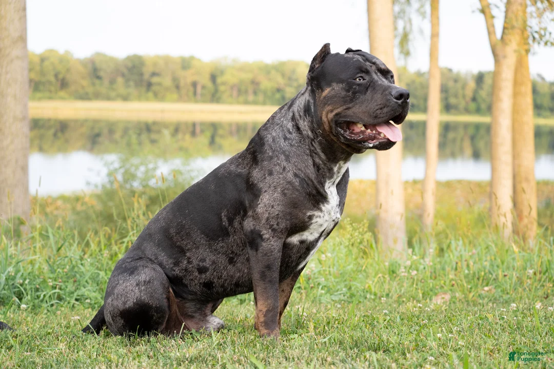 American Bully dogs for stud: ABKC XL American Bully Stud - CGC Certified - Ad 2