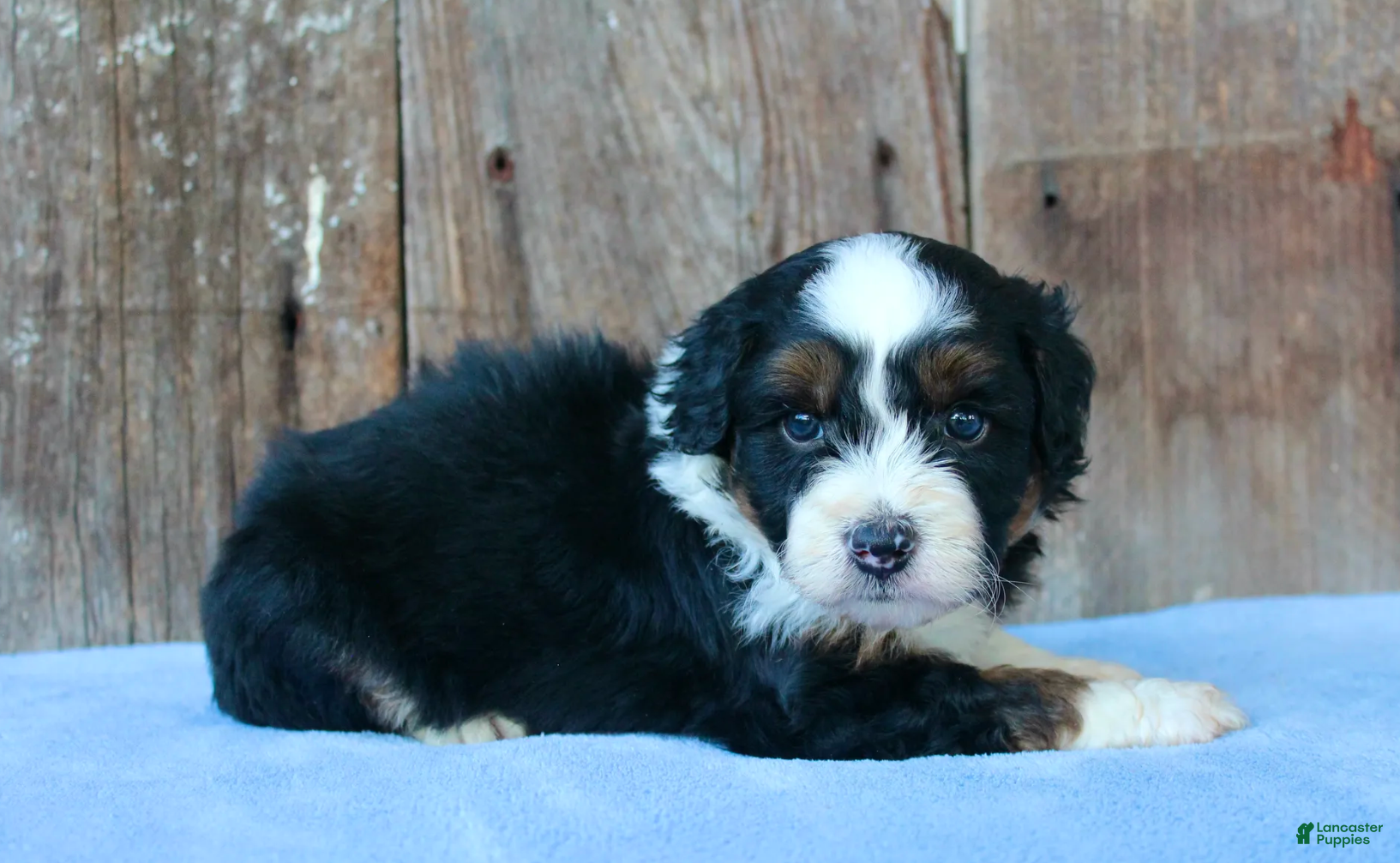 Aussiedoodle dogs Kyle - Ad 1