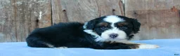 Aussiedoodle dogs for sale: Kyle - Ad 1