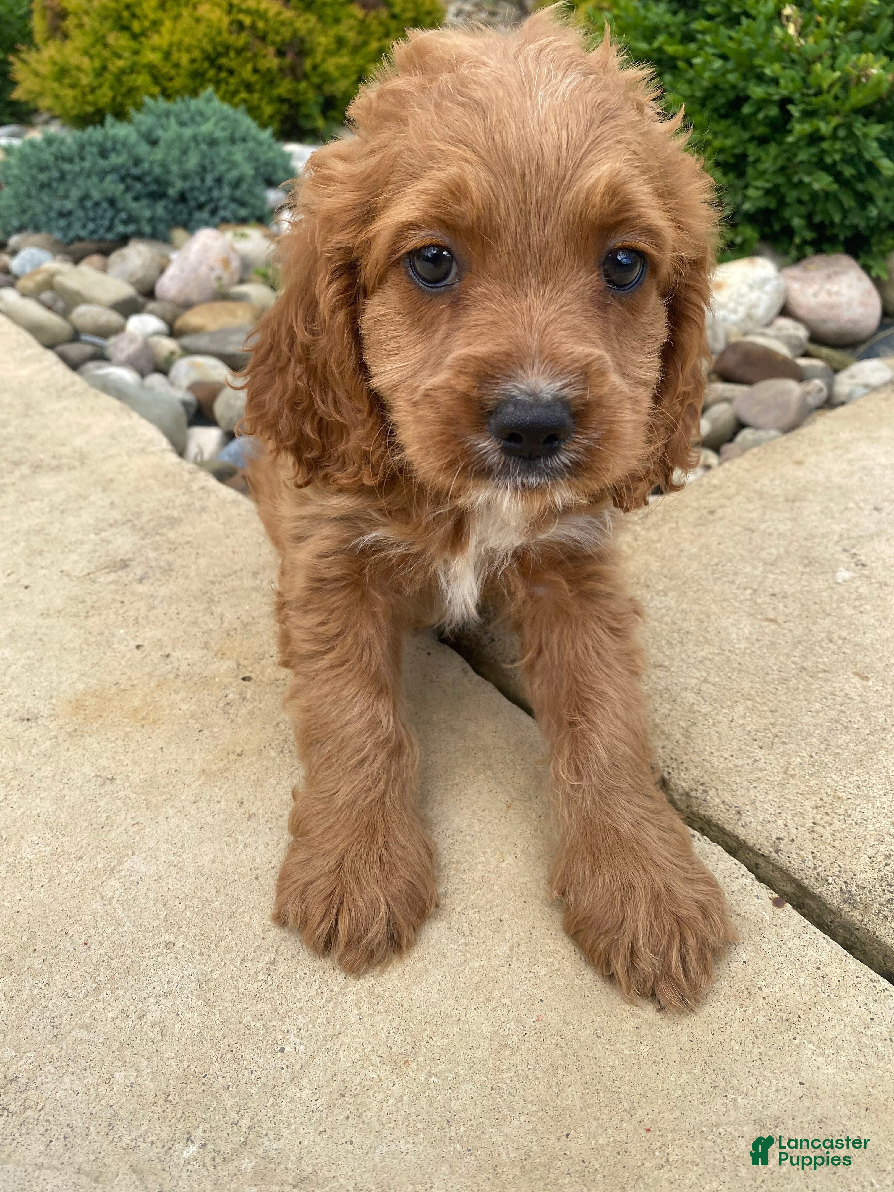 Cockapoo dogs Cash - Ad 2