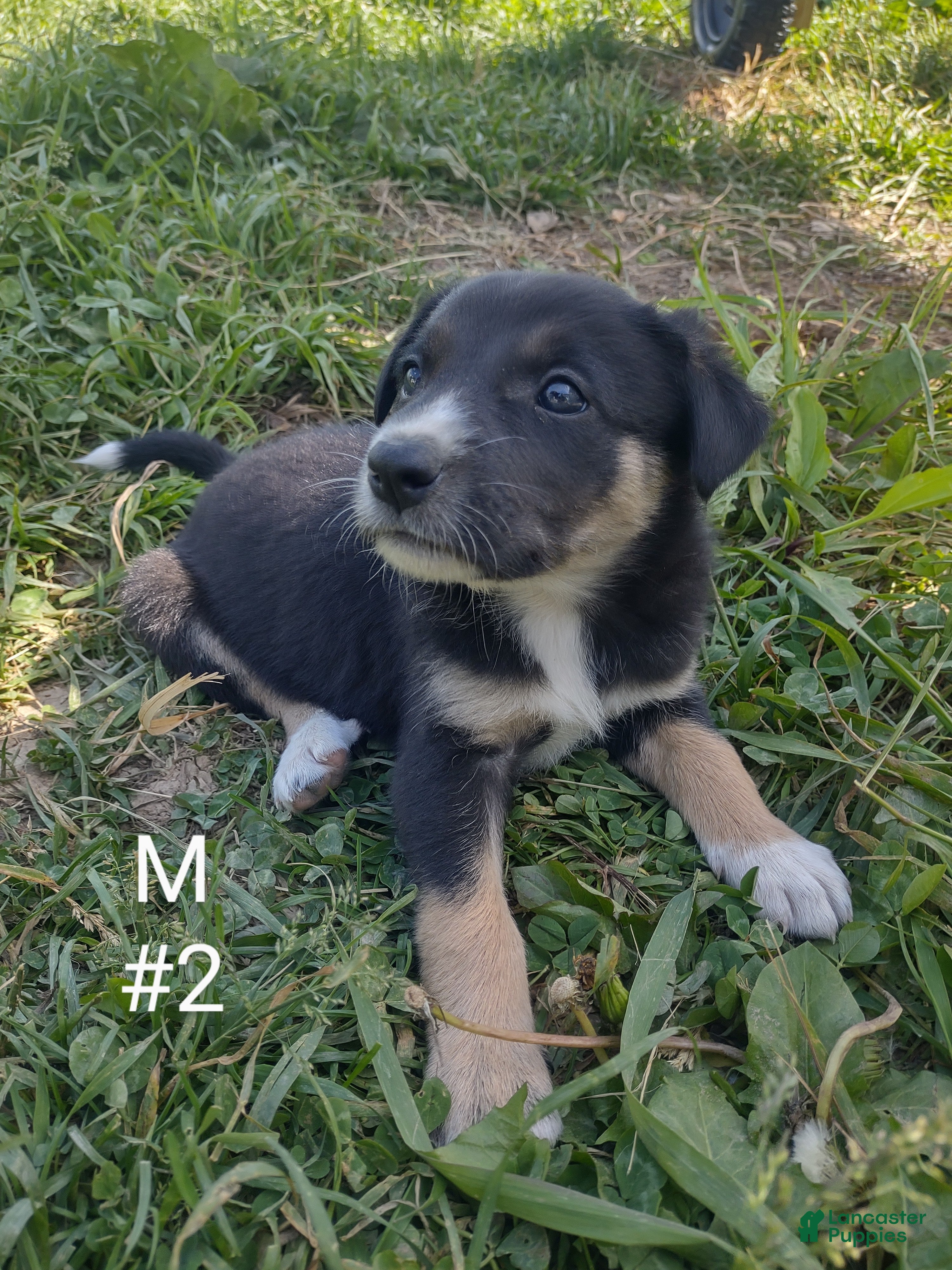 Border Collie dogs Border Collie Puppy 2 - Ad 42